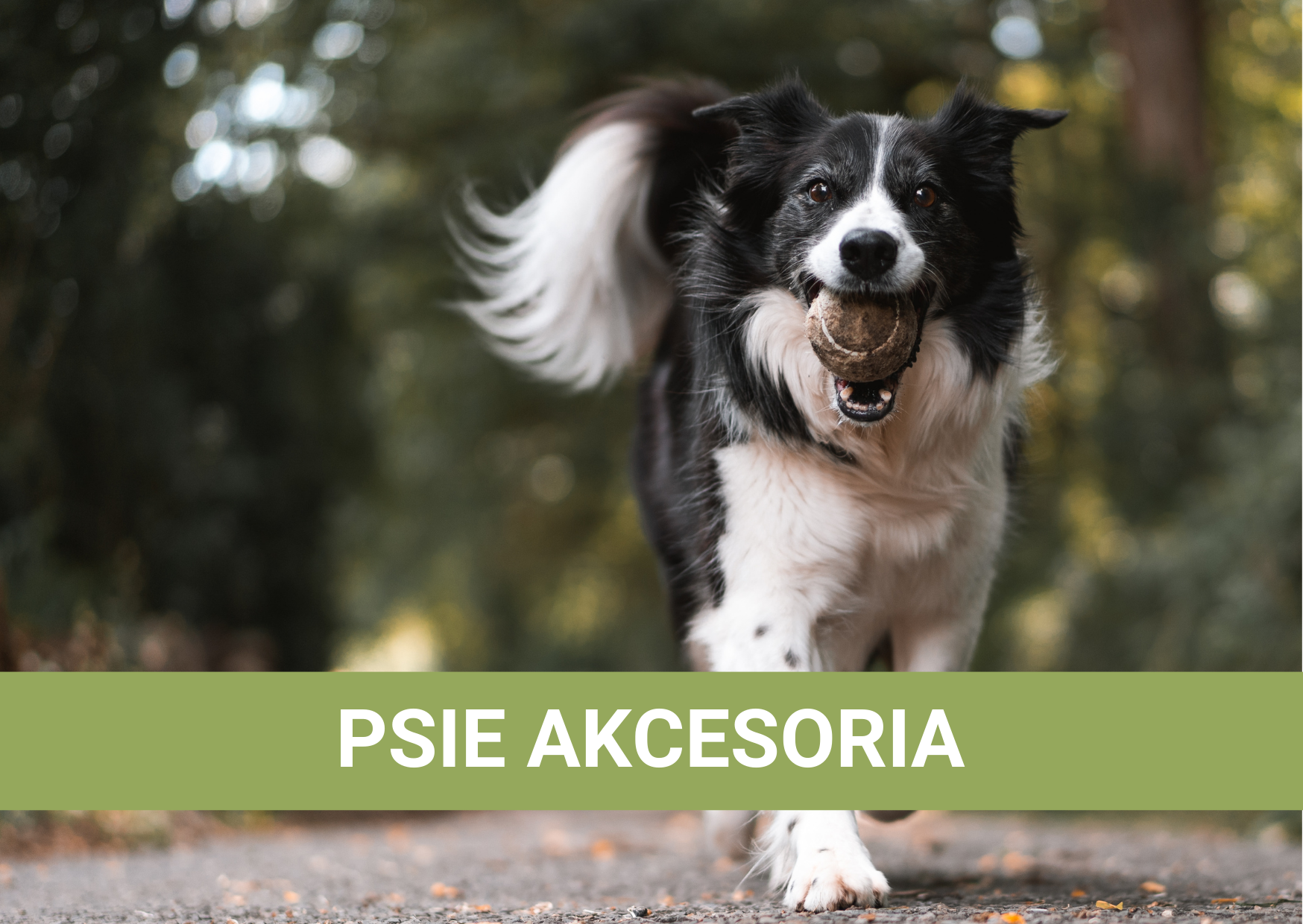 Psie akcesoria