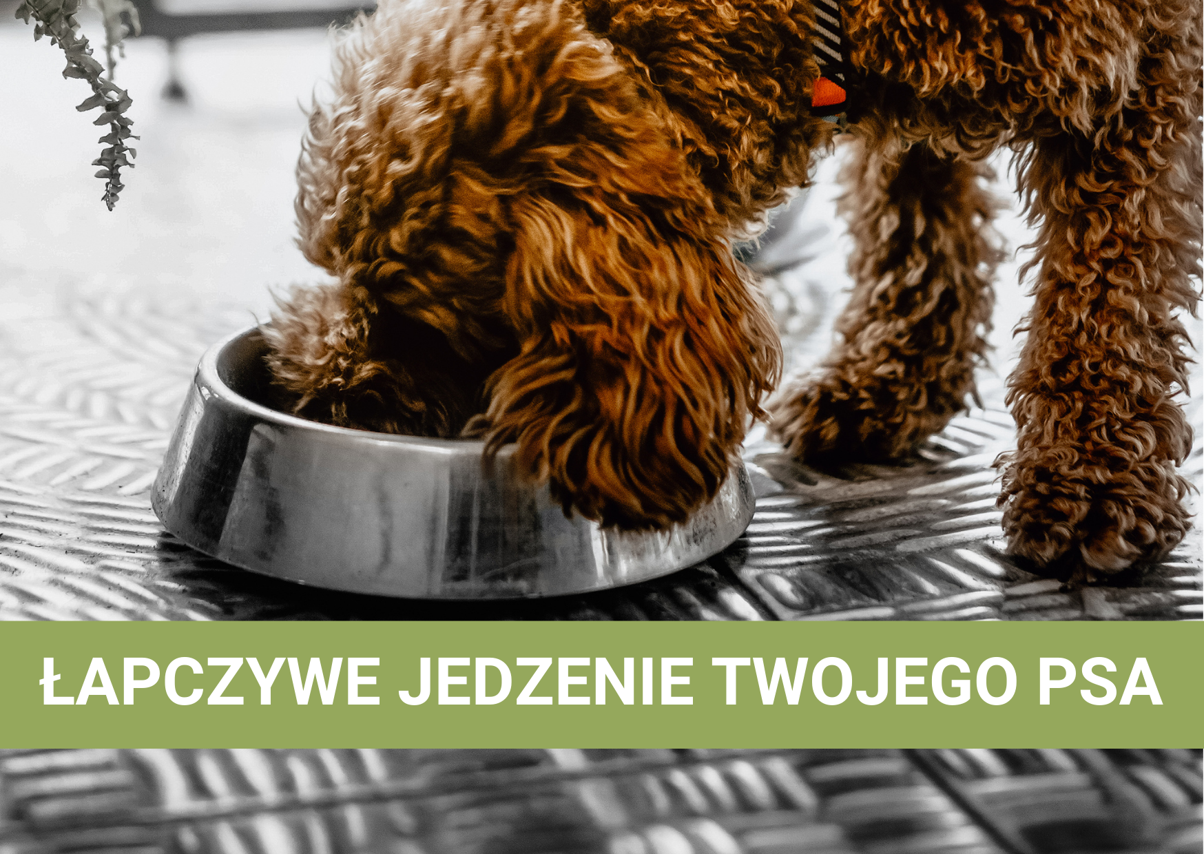 Jak sobie poradzić z łapczywym jedzeniem u psa?